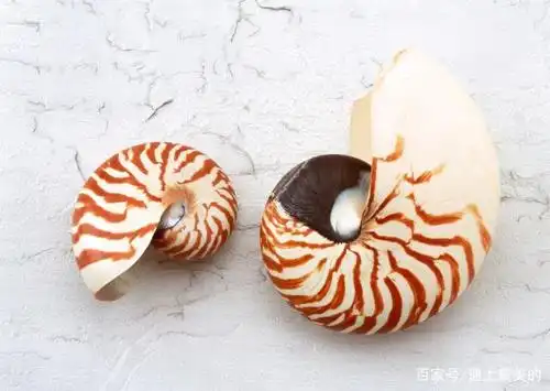 形状奇特,色彩斑斓的贝壳,十分美丽