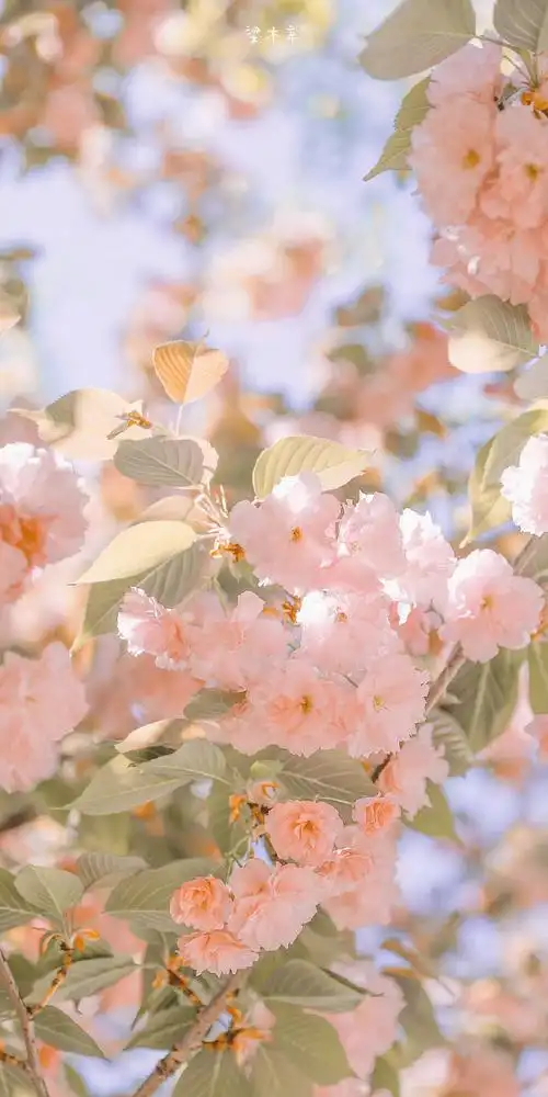 手机壁纸##锁屏壁纸