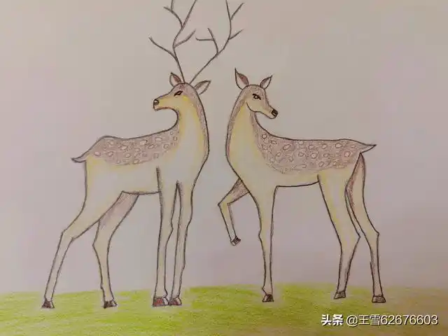 彩铅绘画从零基础开始 手绘两只梅花鹿(喜欢的快来收了)