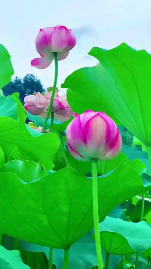 带上全民去旅行#最美的莲花百看不厌