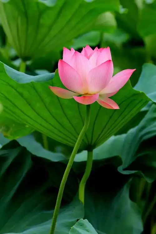 她召视着一种精神:圣洁清奇,品格高雅臻天下,超凡脱俗,风韵悠悠写春秋