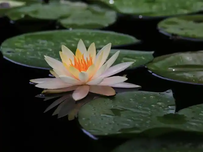 唯美睡莲高清摄影图片桌面壁纸