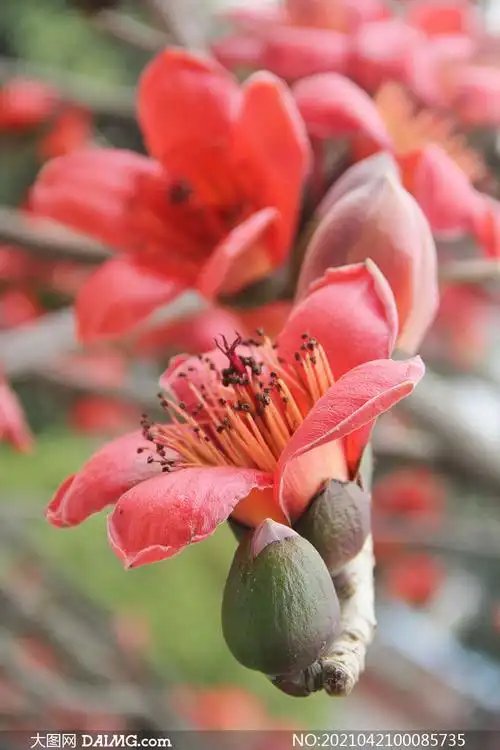 枝头盛开的红色木棉花摄影图片