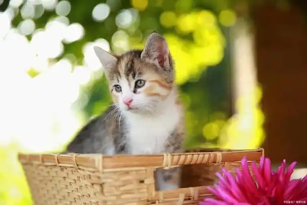 壁纸 动物 猫 猫咪 小猫 桌面 640_427