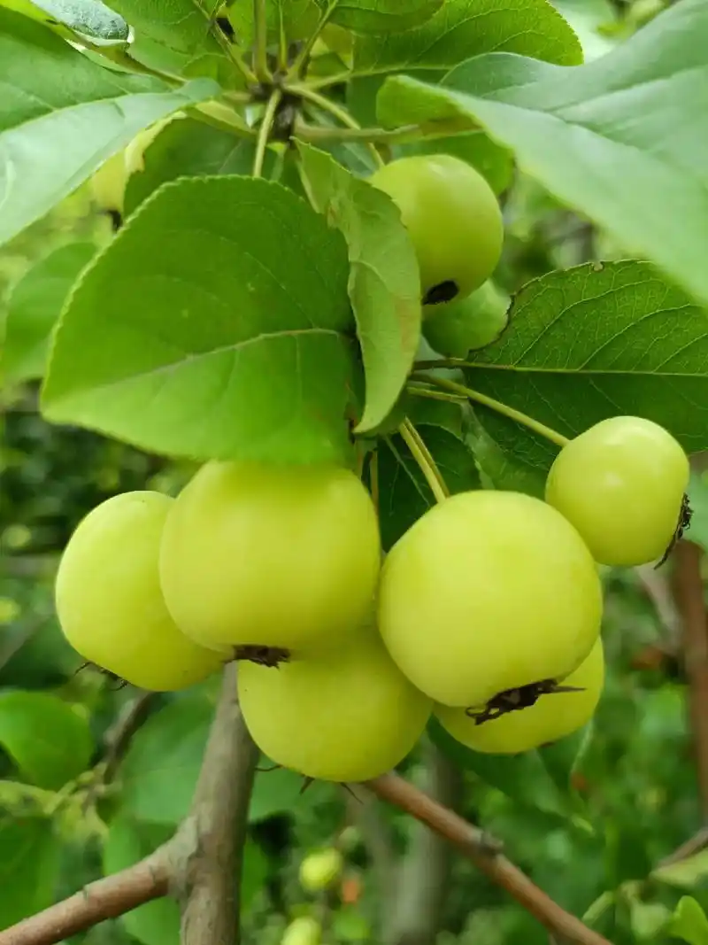 簇簇海棠#海棠果#绿色的果子 - 抖音