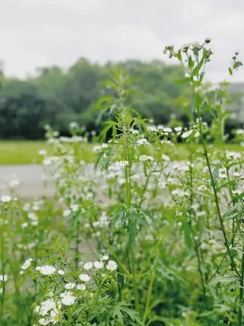 挑战一张封神小清新绿色好治愈