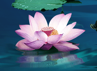 319_234gif 动态图 动图