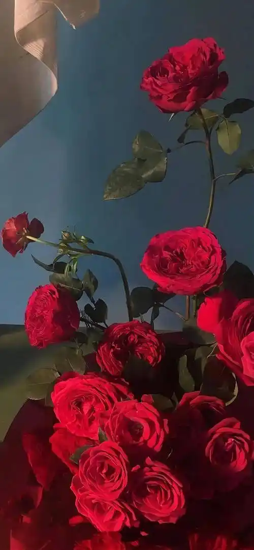 壁纸| 超心水ins简约壁纸_玫瑰_时间_雨天