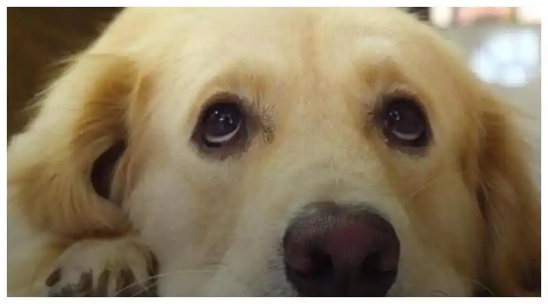 狗狗的"无辜眼"是进化而来的吗?专家分析:没错,但这种狗除外_哈士奇