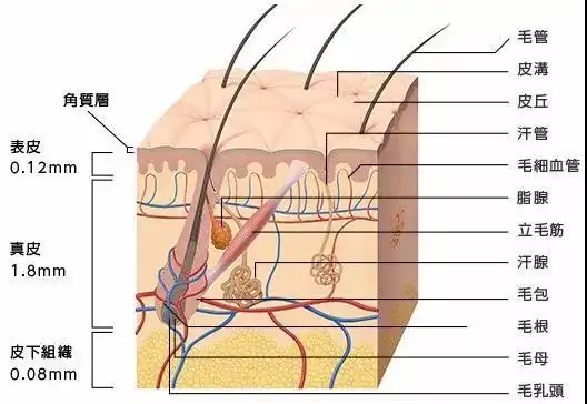 角质层在处在皮肤的表皮层最外层,它有12-20层左右的角质细胞组成