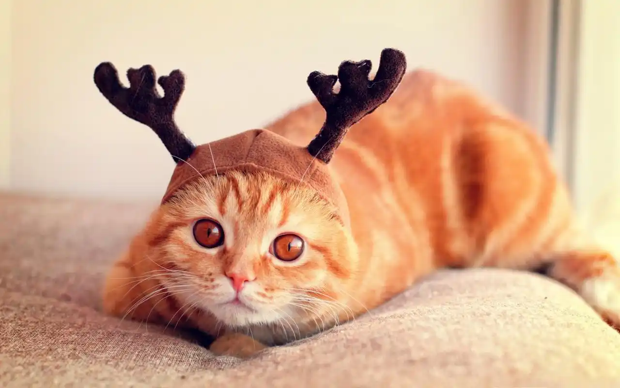 精选可爱萌宠喵星人戴帽子的小猫搞笑图桌面壁纸高清大图预览1920x