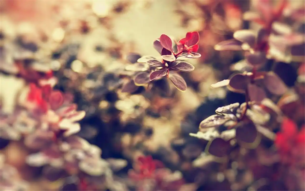 精选非主流治愈系静物风景唯美图片桌面壁纸图片高清下载