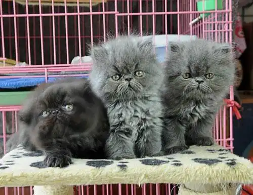 【波斯猫图片】哥俩这么萌,其他喵星人知道吗?