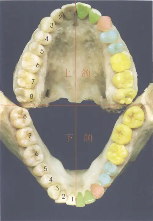 双尖牙firstbicuspid5第二双尖牙secondbicuspid6第一磨牙firstmolar7