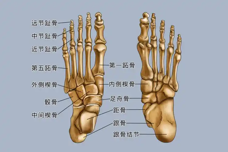 足骨结构图骨骼特点对于足骨内包含的跗骨,跖骨和趾骨来说,其不同部位