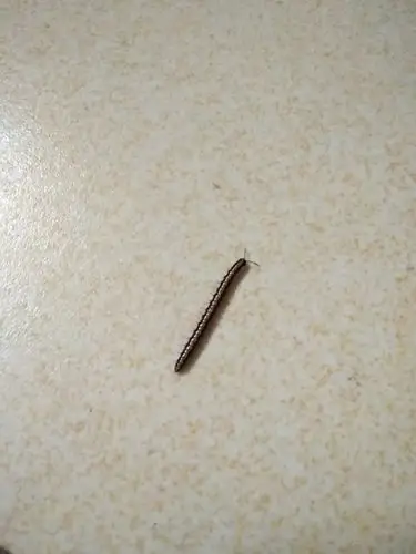 这个是什么虫子?