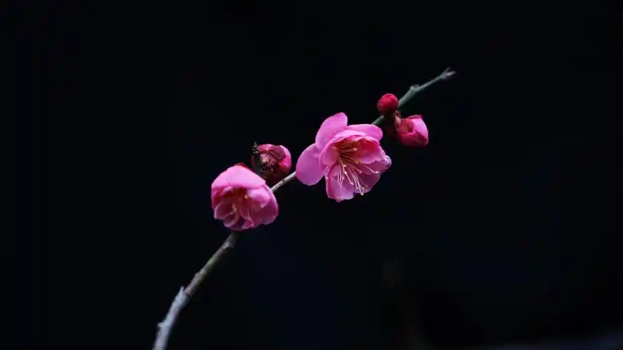 (首发)一枝梅花迎春来