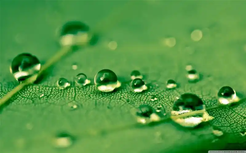清新护眼绿色高清桌面壁纸