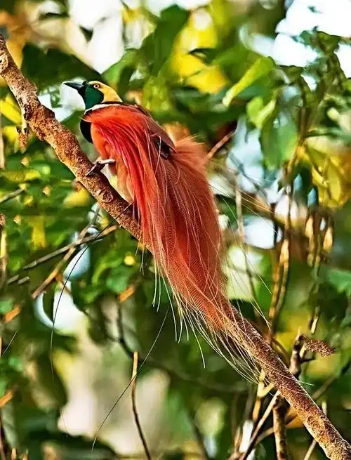 世界选秀最美丽,最美就是极乐鸟!