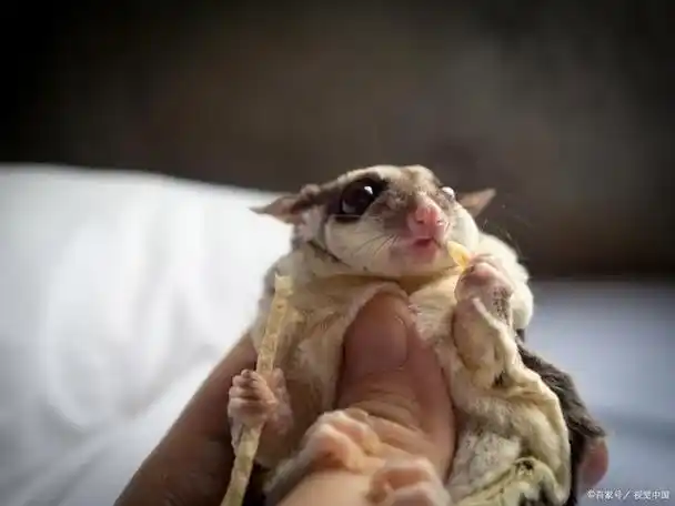 蜜袋鼯打了他记仇吗?是它记仇?还是自然反应?