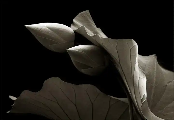 国外摄影师眼中的荷花