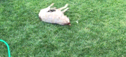 搞笑耍赖萌宠狗狗打滚草地gif动图_动态图_表情包下载_soogif