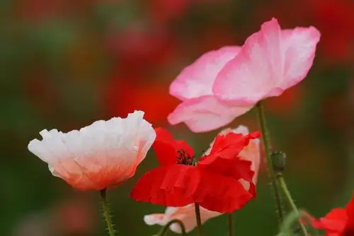 虞美人(2020年5月11日)