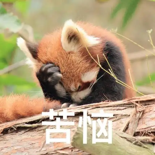来一波小熊猫杰西缇表情包