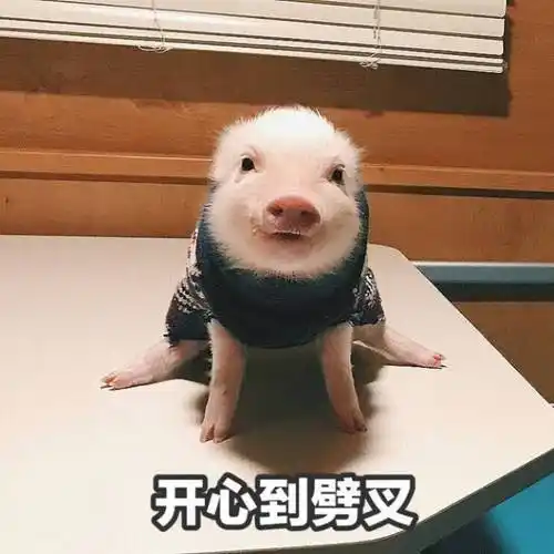 萌宠gif小猪gif开心到劈叉gif嘚瑟gif呆萌gif可爱gif