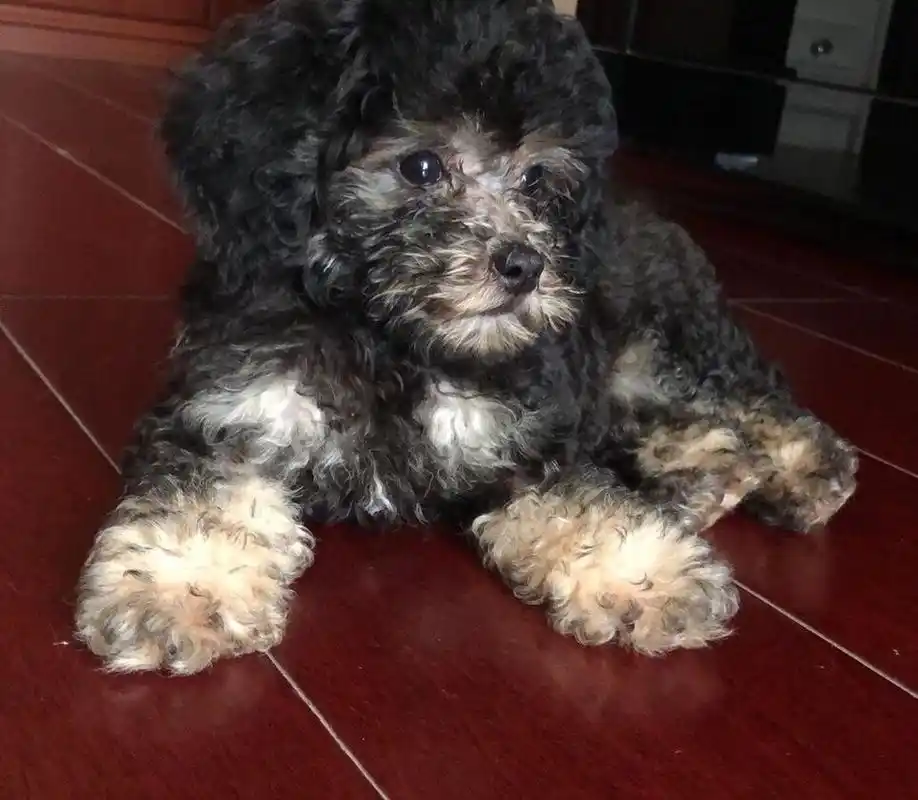 灰泰迪变色过程实录 像开盲盒?