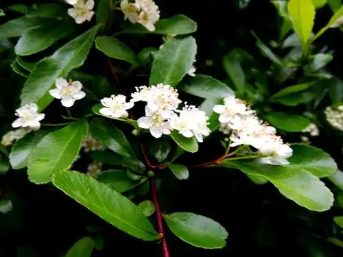 米子杂记/火棘花,美吧