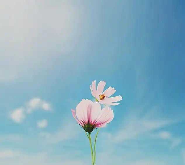 清新美丽的花朵唯美花卉意境头像图片分享