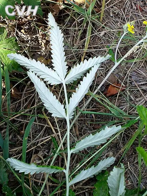 翻白草原植物图片
