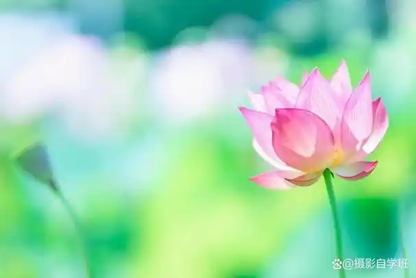 4个摄影技巧,已经被编成4句摄影口诀,可以让你的荷花照片更加美丽动人