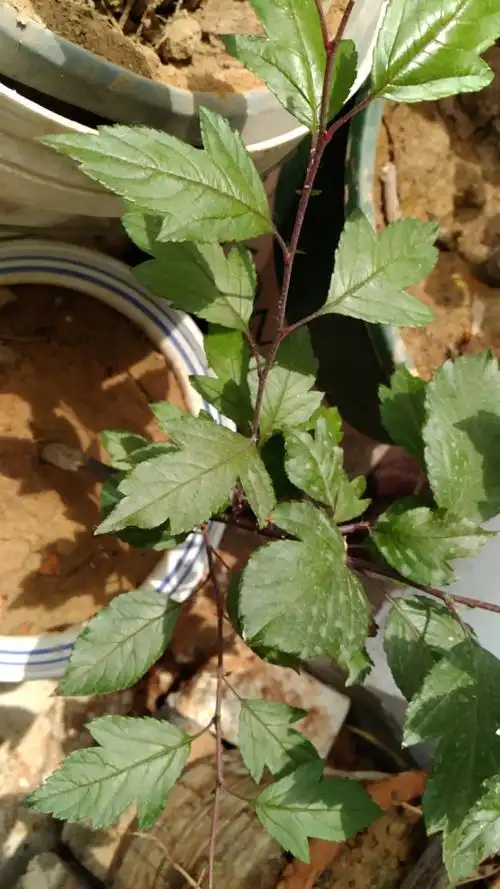 按红梅买的,长出叶子来,感觉上当了,也不知道是什么植物,哪位大侠