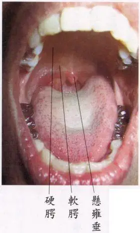 (中有悬雍垂)·其实,即使只用吸管吹一小口气,我们就会感觉其风吹
