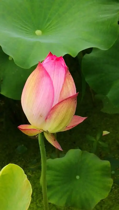 含苞待放的花朵展示出她优美的旋律