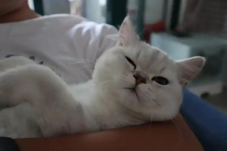 五个月的公猫的脸都这么圆吗