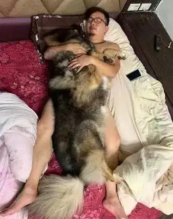 进房惊见老公拥抱狗狗入睡,你们两个够了,这画面亮了!