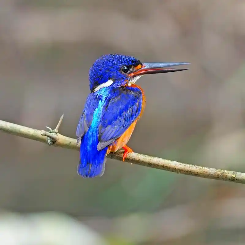 雄性蓝耳翠鸟,美丽的蓝色翠鸟,男性发蓝耳翠鸟 (alc