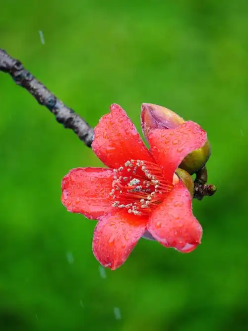 广东人眼里的木棉花是春天霸气登场了