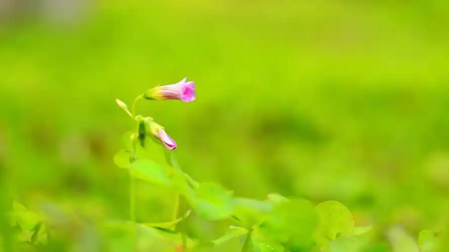 沐浴在晨光下的小花