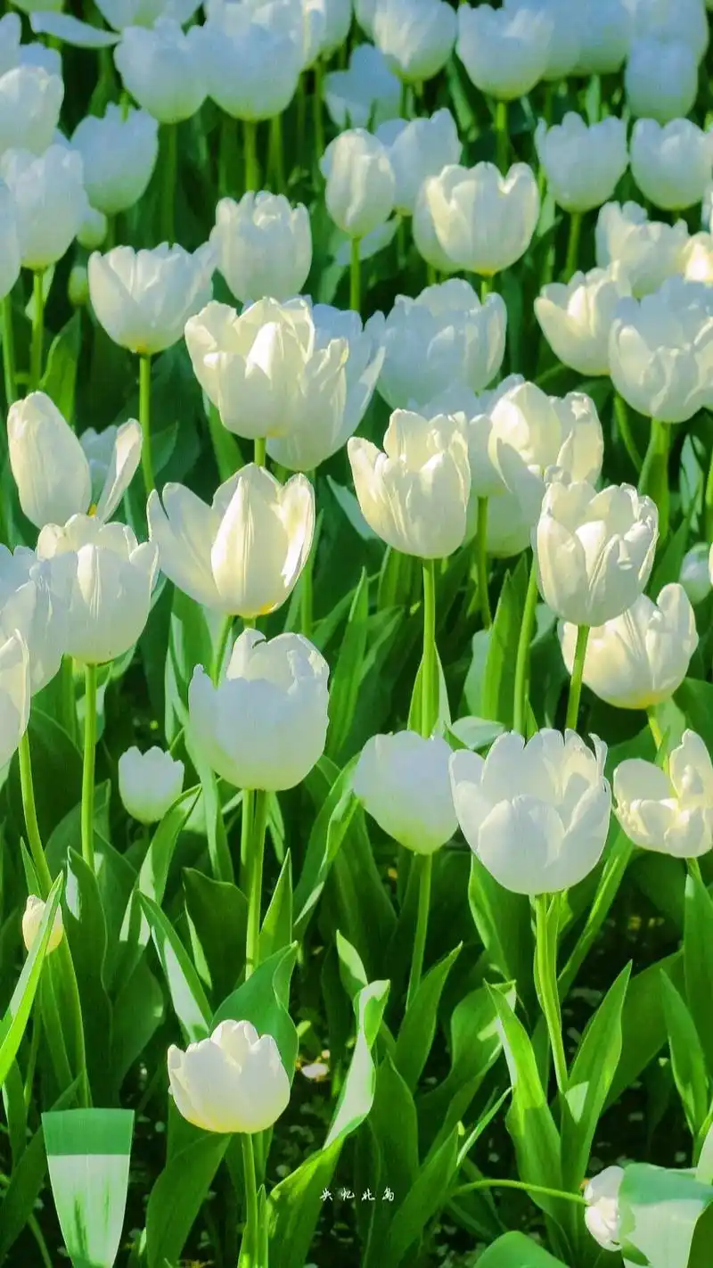 抖音图文来了 #闪闪壁纸 #最美的一朵花 #唯美郁金香 # - 抖音