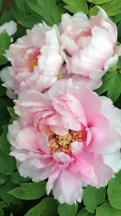 顶级绝美牡丹花,惊艳迷人!