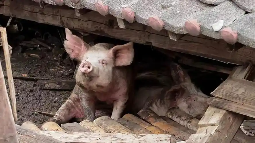 汶川地震中被埋36天的"猪坚强",现在怎么样了呢