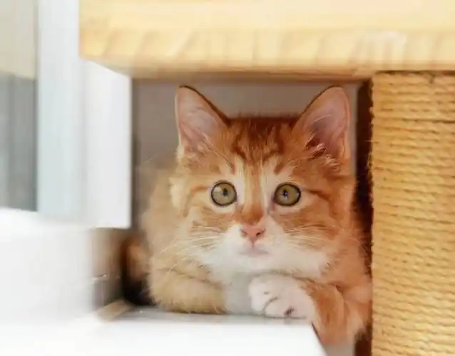 9月23日 北京圆鼓鼓白手套橘猫弟弟找领养