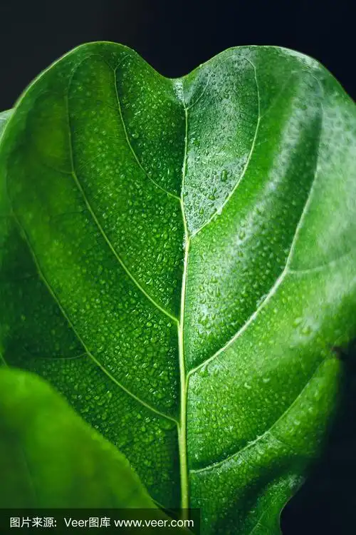 深绿色叶子纹理水滴在叶子上