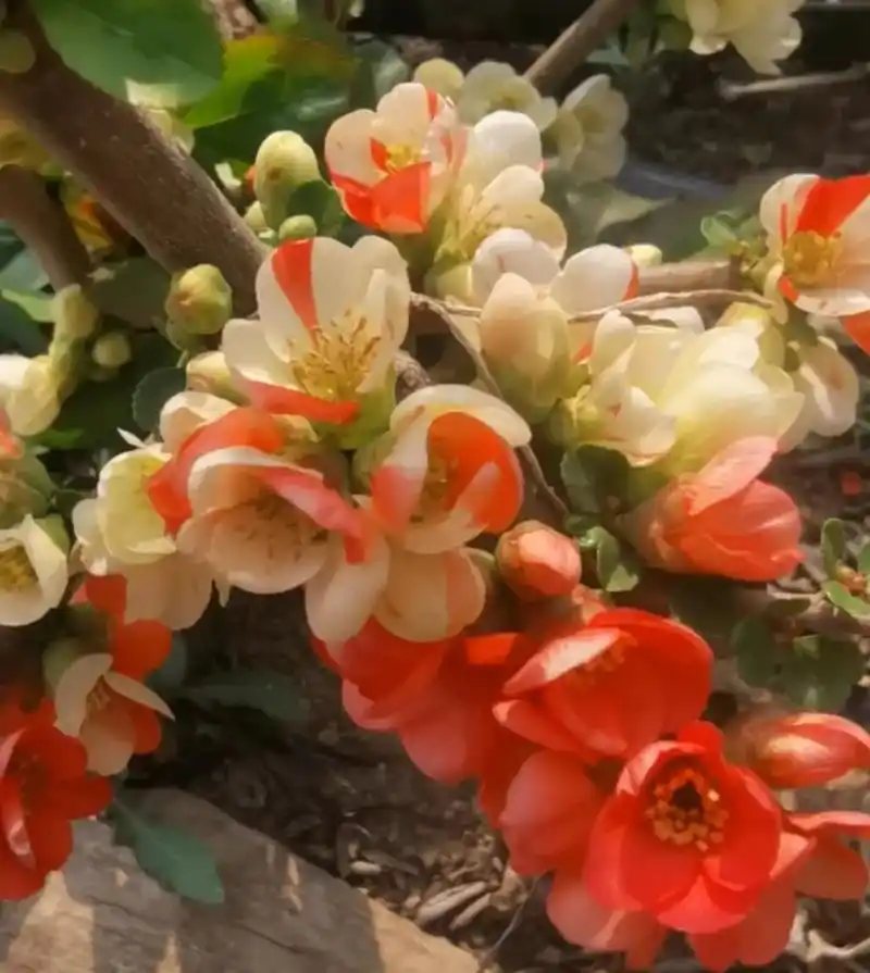 长寿宝海棠,#复色长寿梅白底带红锦#(最常见)  纯白   - 抖音