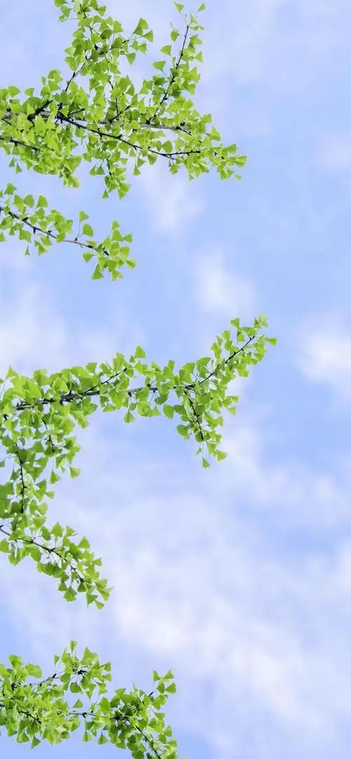 护眼壁纸|放慢脚步,感受生活的慢节奏