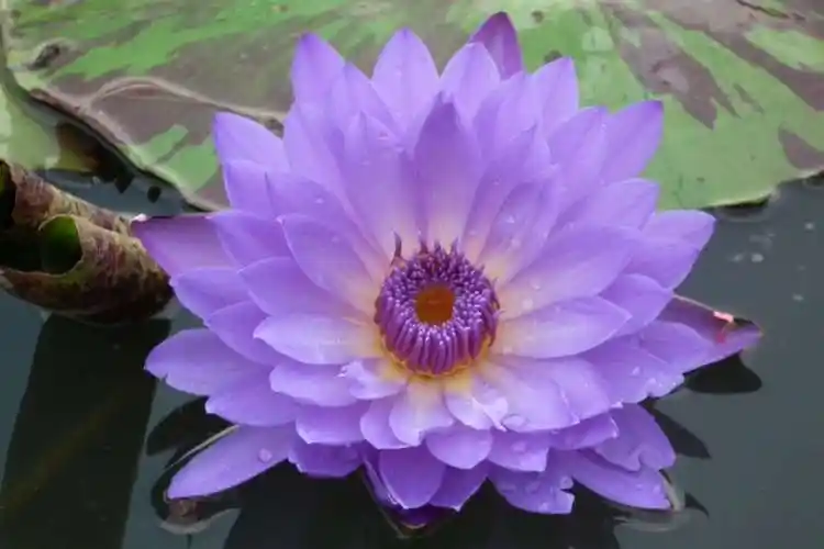 台湾九品香水莲花13606986192的美篇